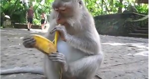 Lời giải bài toán “Khỉ bán chuối”