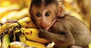 Mời bạn thử sức với bài toán “Khỉ bán chuối”